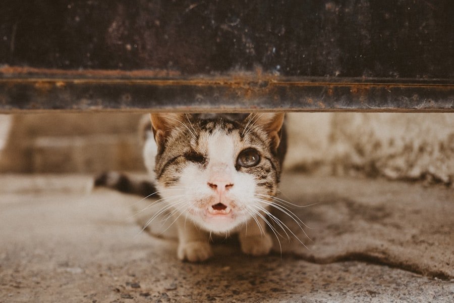Chat Libere Con Foto