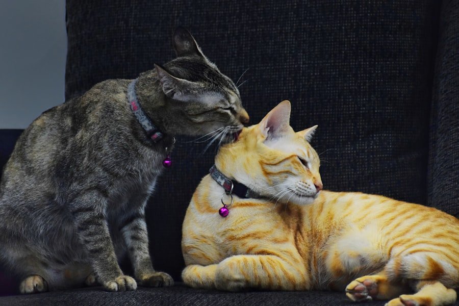 Lesbian Chat