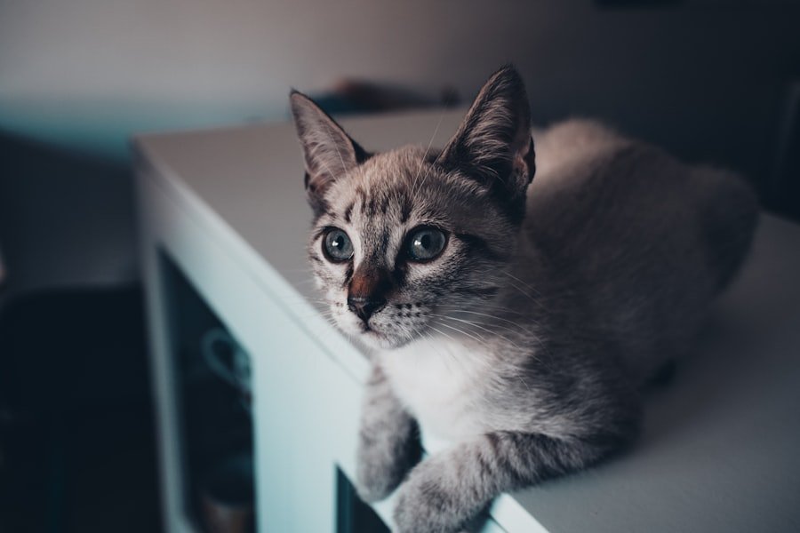 Monella La Chat