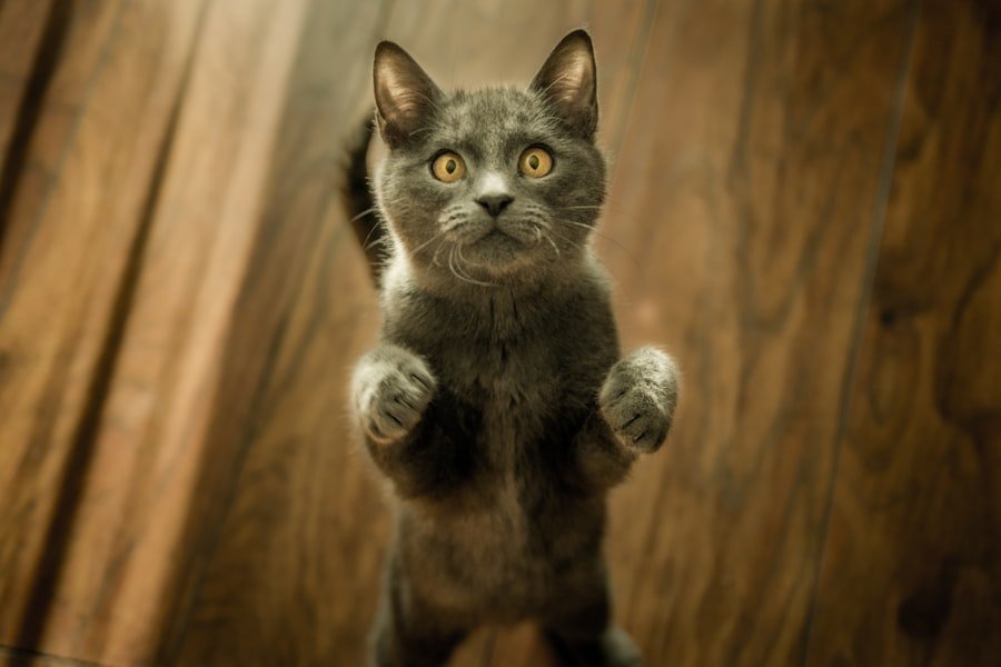 Chat
