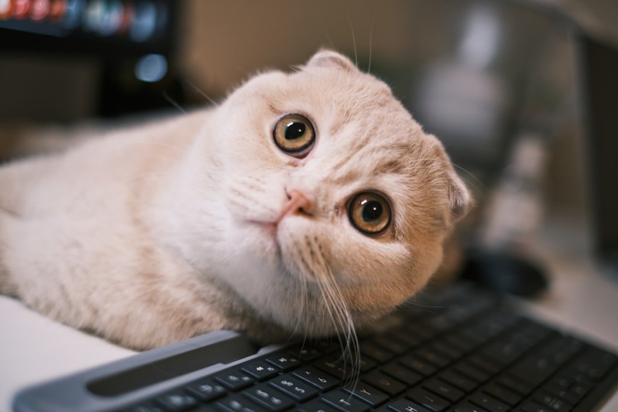 Photo Chat Gratis Senza Java