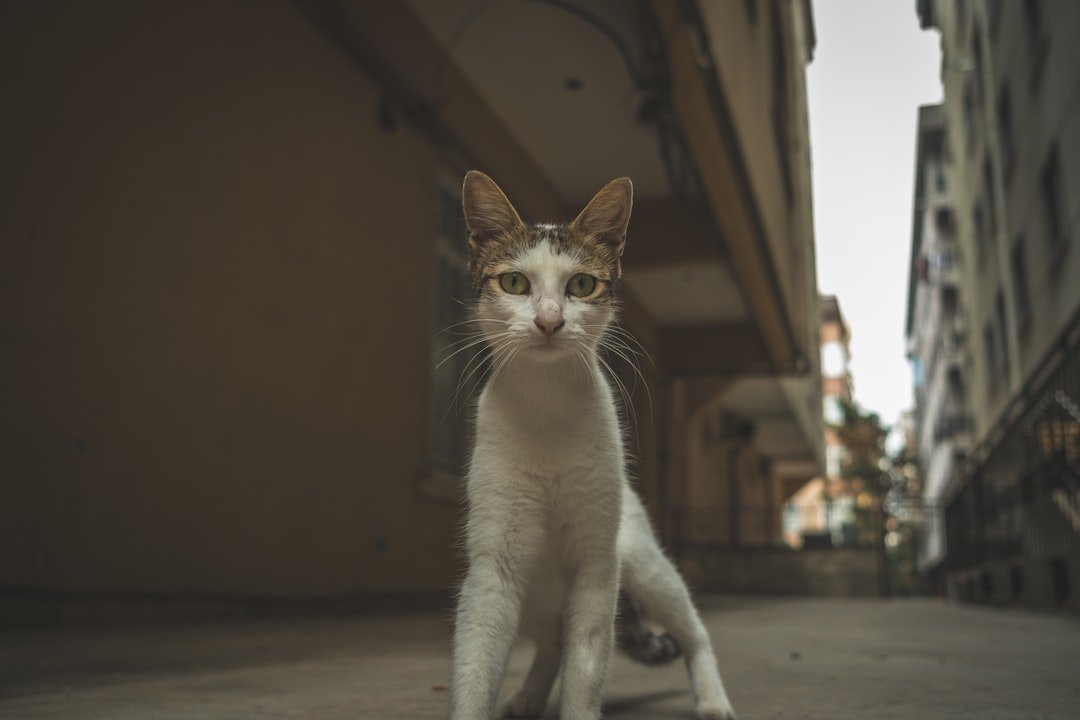 Photo Monella La Chat