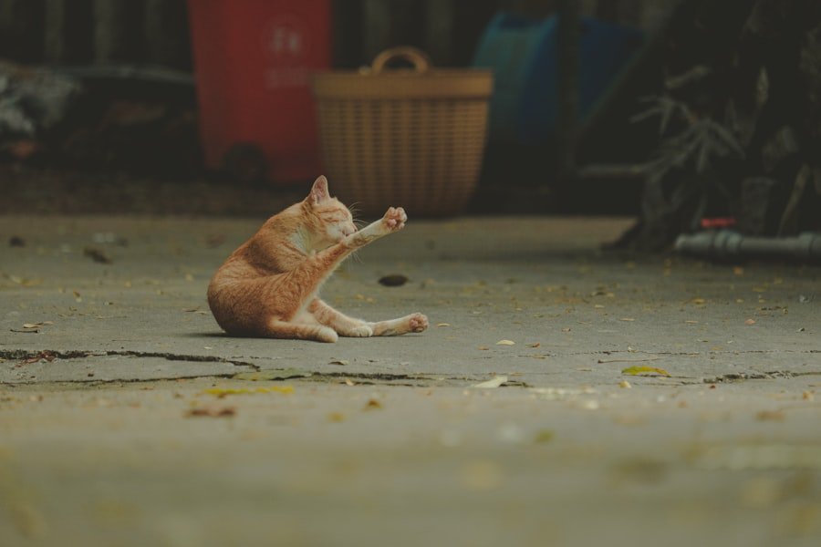 Photo Monella La Chat