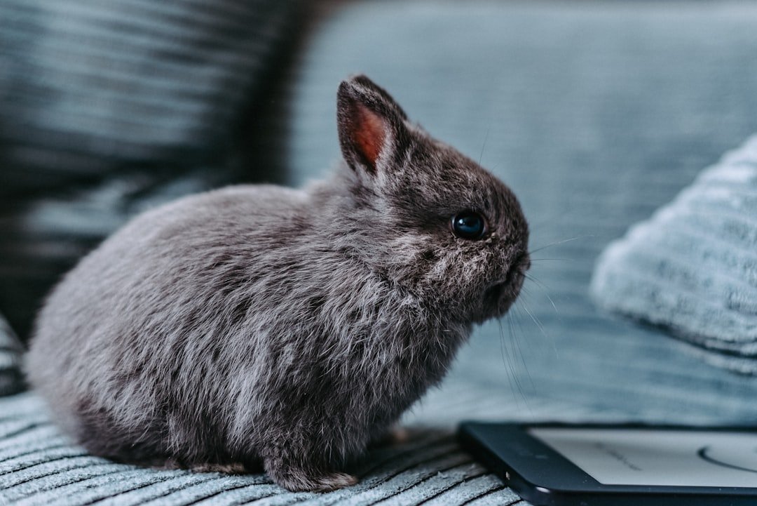 Chat Over40 Mibbit