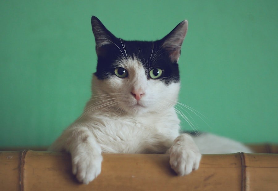 Photo Chat