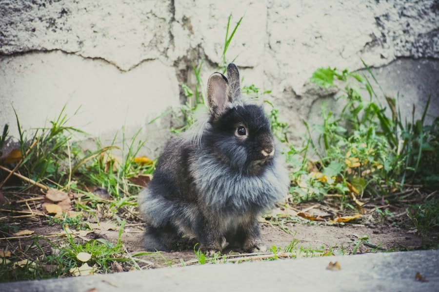 Photo mibbit