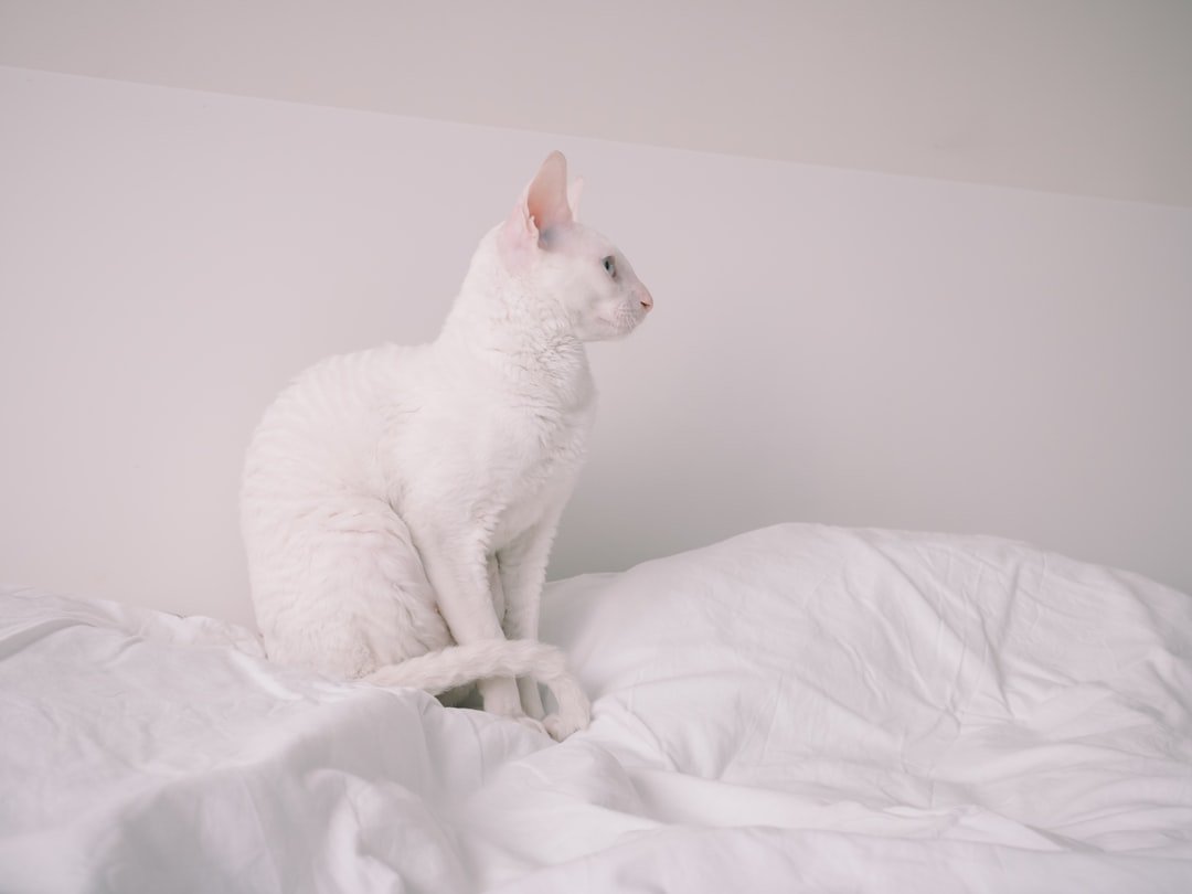 Photo Lesbo Chat